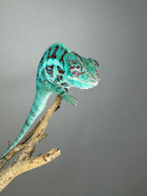 Load image into Gallery viewer, AMBANJA Panther Chameleon: (E8)