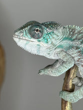Load image into Gallery viewer, Designer Panther Chameleon: (E16)