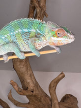 Load image into Gallery viewer, AMBILOBE Panther Chameleon male:(E23)
