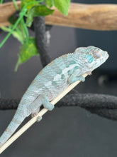 Load image into Gallery viewer, AMBANJA Panther Chameleon: Blue Inferno x Tango (E8)