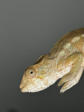 Load image into Gallery viewer, AMBILOBE FEMALE - Flash x Opal πΊ (S4)