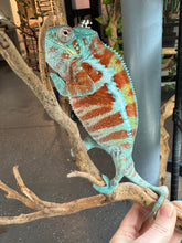 Load image into Gallery viewer, AMBANJA Panther Chameleon: (J7)