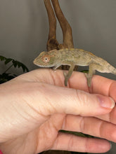 Load image into Gallery viewer, AMBILOBE FEMALE Panther Chameleon: Rogue x Phoenix (S12)
