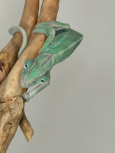 Load image into Gallery viewer, AMBILOBE Panther Chameleon: (E4)