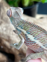 Load image into Gallery viewer, Ambilobe male: Flash x Rocky (J6)