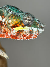 Load image into Gallery viewer, AMBILOBE Male Panther Chameleon: (K1)