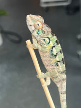 Load image into Gallery viewer, Ambilobe male: Starburst x Margaret (R3)