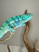 Load image into Gallery viewer, Ambilobe Panther Chameleon (E20)