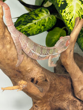 Load image into Gallery viewer, Ambilobe Male (R10)