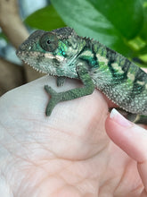 Load image into Gallery viewer, Ambilobe male: Flash x Rocky (R2)