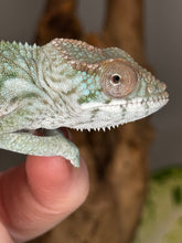 Load image into Gallery viewer, AMBILOBE FEMALE Panther Chameleon: Rogue x Phoenix (S11)