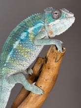 Load image into Gallery viewer, AMBILOBE Male Panther Chameleon: (E36)