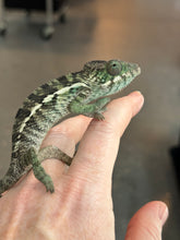 Load image into Gallery viewer, AMBILOBE Panther Chameleon: Jimmy Walker x Dianne (R14)