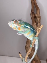 Load image into Gallery viewer, AMBILOBE Panther Chameleon: (E11)