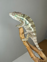 Load image into Gallery viewer, AMBILOBE Male Panther Chameleon: (E32)