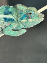 Load image into Gallery viewer, AMBANJA/NOSY FALY male (R8)