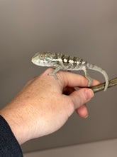 Load image into Gallery viewer, SAMBAVA Panther Chameleon: (E5)