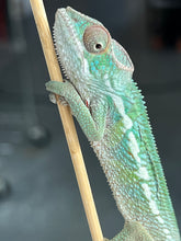Load image into Gallery viewer, Ambilobe male: Flash x Rocky (R5)