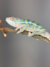 Load image into Gallery viewer, AMBILOBE Panther Chameleon: (E22)