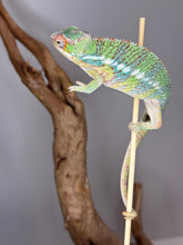 Load image into Gallery viewer, AMBILOBE Panther Chameleon male:(J2)