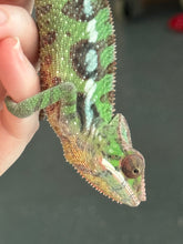 Load image into Gallery viewer, SAMBAVA Panther Chameleon: Marley x Mabel (J1)