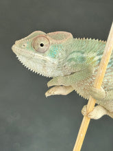 Load image into Gallery viewer, AMBILOBE Panther Chameleon: Starburst x Shirin (R2)