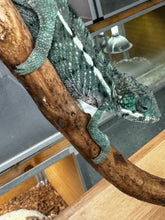 Load image into Gallery viewer, AMBILOBE Panther Chameleon: Frank x Sandy (E10)