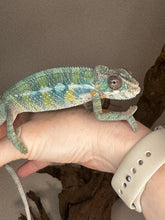 Load image into Gallery viewer, AMBILOBE Male Panther Chameleon: (E36)