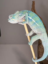 Load image into Gallery viewer, AMBANJA Panther Chameleon: (E9)
