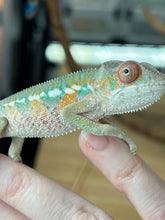 Load image into Gallery viewer, AMBILOBE male: Sam x Amie (Q4)