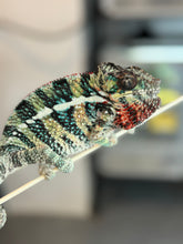 Load image into Gallery viewer, AMBILOBE male: WC Hawkeye x Nugget (I5)