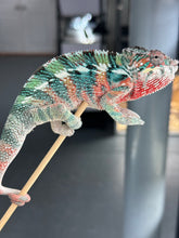 Load image into Gallery viewer, AMBILOBE Panther Chameleon male: (E33)