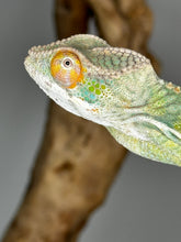 Load image into Gallery viewer, AMBILOBE male: Sam x Amie (S1)