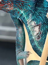 Load image into Gallery viewer, Ambanja male: GOODWIN