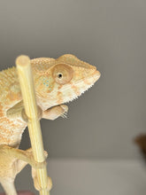 Load image into Gallery viewer, AMBILOBE FEMALE - Flash x Phoenix female 🚺 (R15)