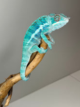 Load image into Gallery viewer, AMBANJA Panther Chameleon: (E21)