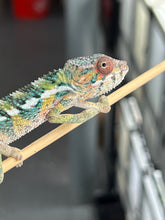 Load image into Gallery viewer, AMBILOBE male: Sam x Amie (Q1)
