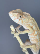 Load image into Gallery viewer, AMBILOBE FEMALE - Flash x Phoenix female 🚺 (R15)