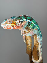Load image into Gallery viewer, AMBILOBE Male Panther Chameleon: (K1)