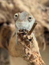 Load image into Gallery viewer, FEMALE AMBILOBE Panther Chameleon: Jimmy x Flash 🚺 (S13)
