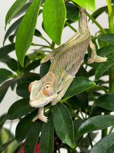 Load image into Gallery viewer, AMBILOBE male panther chameleon: Flash x Opal (R3)
