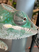Load image into Gallery viewer, AMBILOBE Panther Chameleon: (E3)