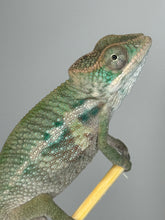 Load image into Gallery viewer, AMBILOBE Panther Chameleon male:(E31)