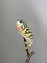 Load image into Gallery viewer, SAMBAVA Panther Chameleon: (E11)