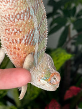 Load image into Gallery viewer, Ambilobe Male (R10)