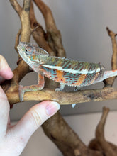 Load image into Gallery viewer, AMBILOBE Panther Chameleon: (E18)