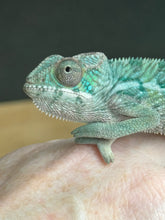 Load image into Gallery viewer, AMBILOBE Panther Chameleon: Frank x Sandy (Q7)