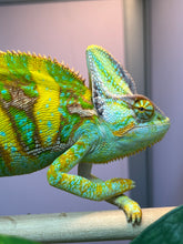 Load image into Gallery viewer, FEMALE Veiled Chameleon (E4)