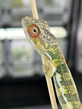 Load image into Gallery viewer, AMBILOBE male: Sam x Amie (Q4)