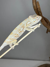 Load image into Gallery viewer, AMBANJA FEMALE Panther Chameleon: đș (R1)